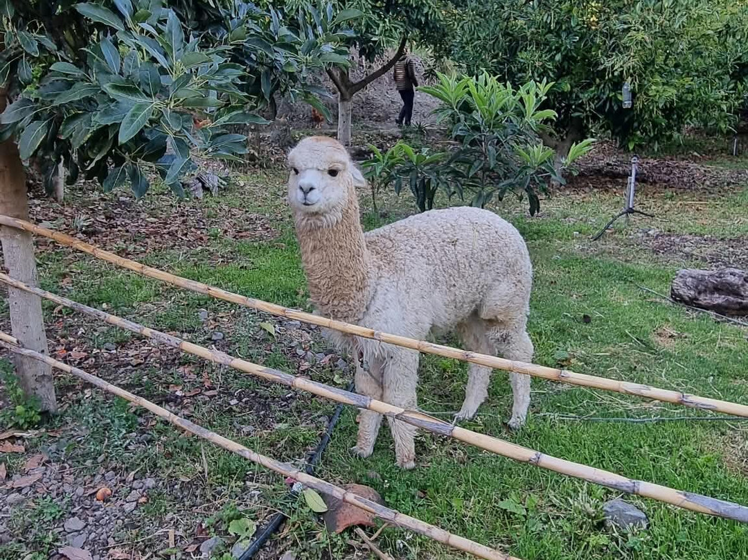 Alpaca Expeditions-库斯科必去景点