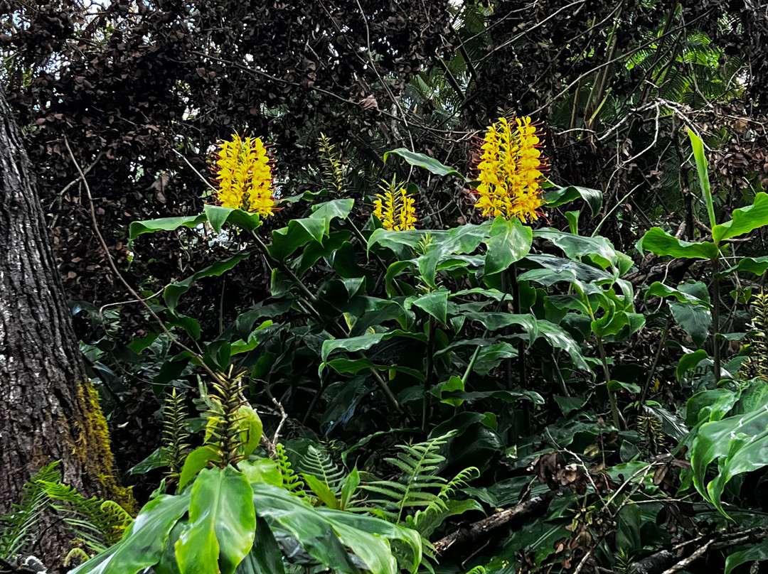 Kona Cloud Forest Sanctuary-凯鲁瓦-柯纳必去景点