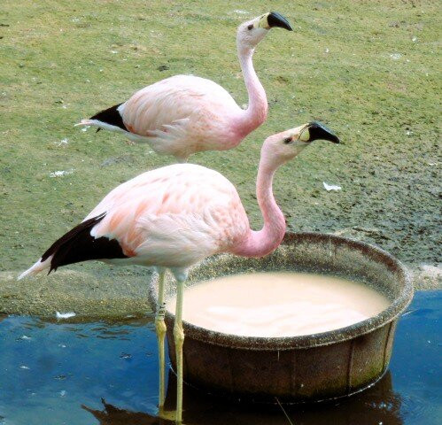 WWT Slimbridge Wetland Centre-Slimbridge必去景点