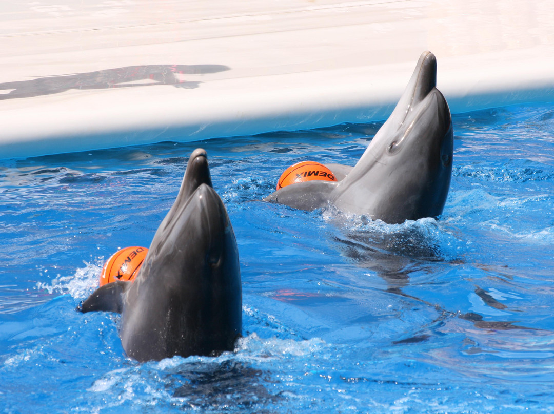 Adler Dolphinarium-索契必去景点