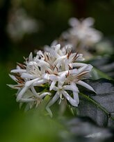 Cafe de Altura-Quimbaya必去景点