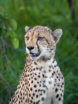 Umkumbe Safari Lodge主图