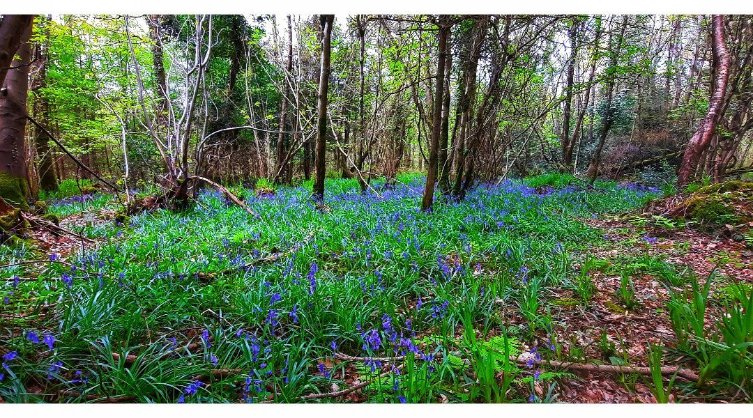 Littlewood Forest-Slane必去景点