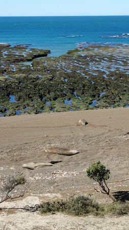 Punta Norte-Province of Chubut必去景点