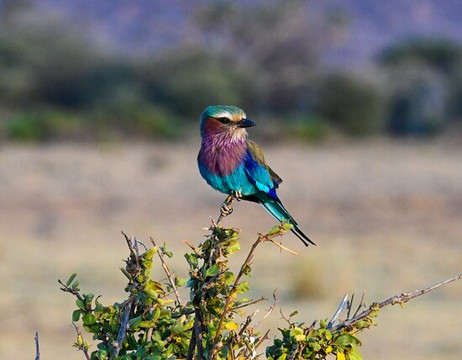 Discovery Expeditions & Adventures-内罗毕必去景点