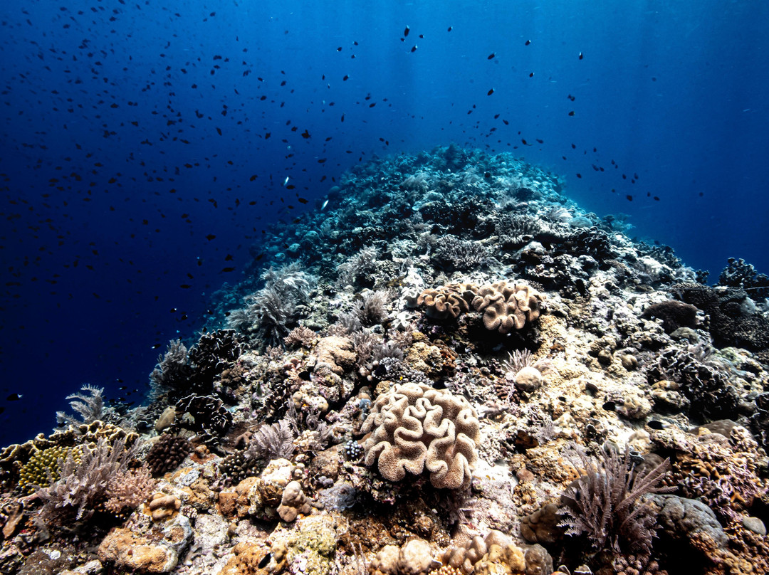 Sulawesi Dive Trek景点图片