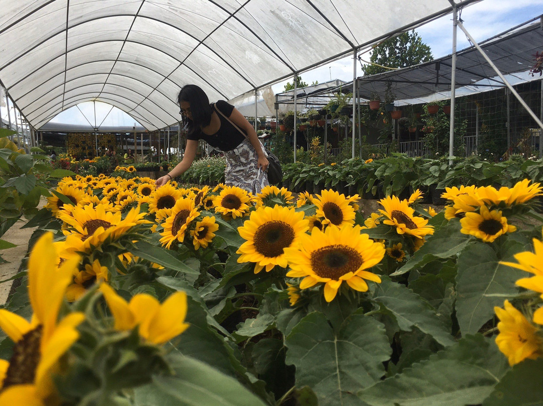 Candelaria旅游攻略图片