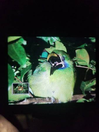 Kinkajou Night Walk Tour-圣埃伦娜必去景点