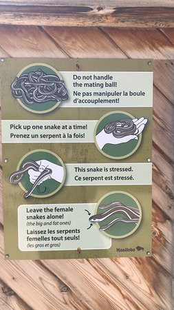 Narcisse Snake Dens-Narcisse必去景点