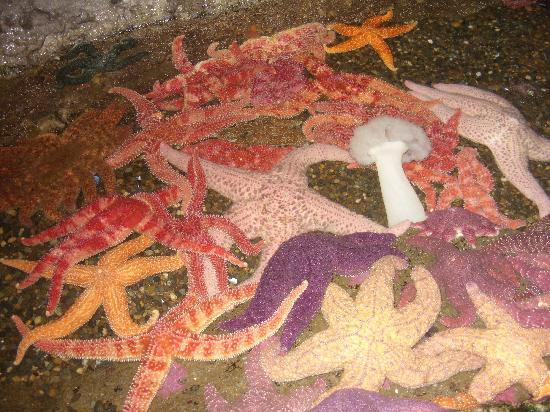 西雅图水族馆-西雅图必去景点