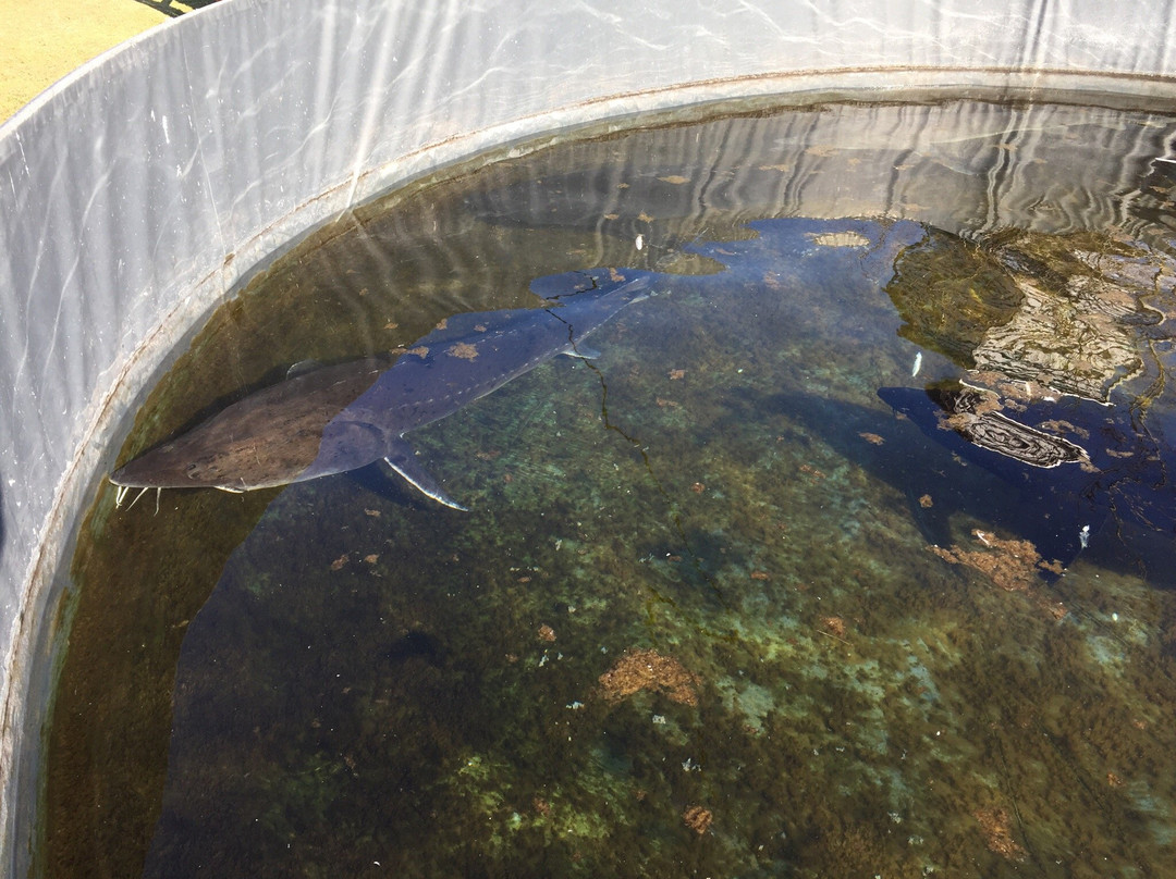 Shibetsu Salmon Park