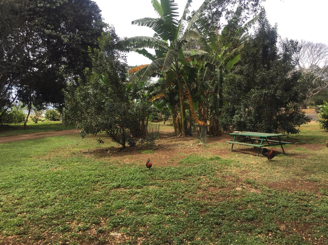 North Shore Macadamia Nut Company-哈雷瓦必去景点