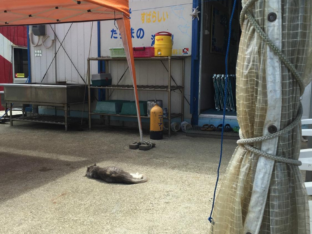 Jaws 2 - One day diving