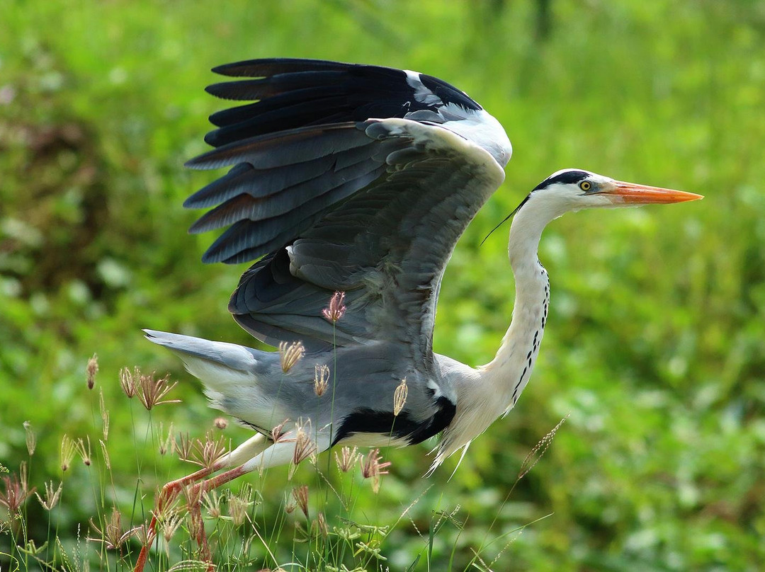 Thisaru Safari-蒂瑟默哈拉默必去景点