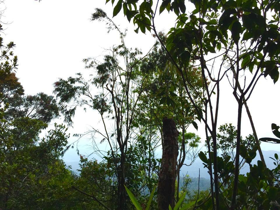 Mount Belumut景点图片