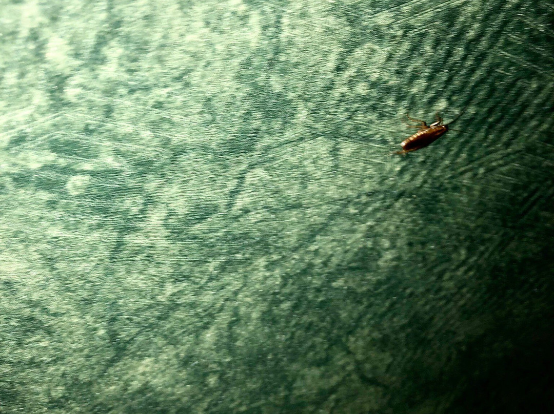 Travelodge McAlester