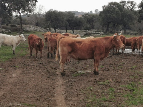 El Canto del Peso-Galapagar必去景点