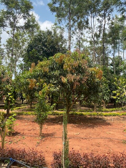 The Vintage Chikmagalur-酒店景观