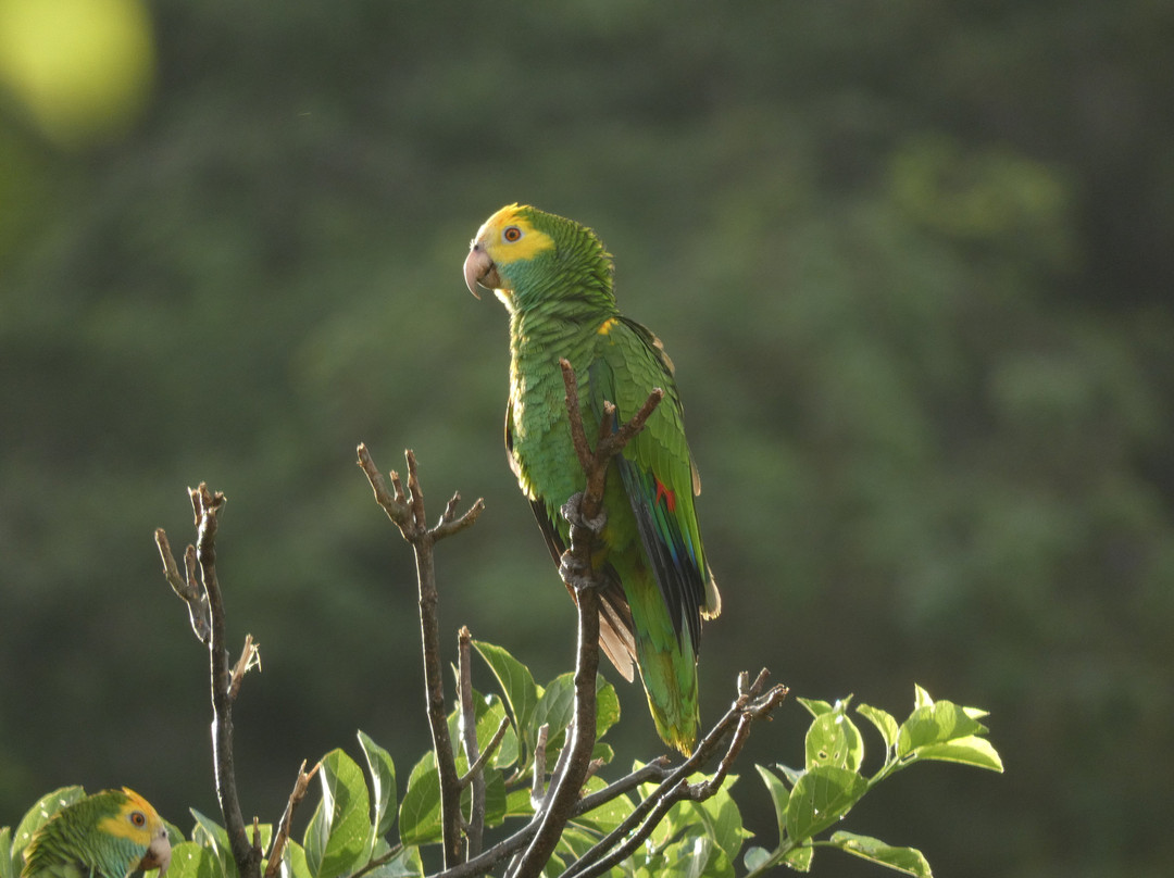 Echo Parrots and People-Rincon必去景点