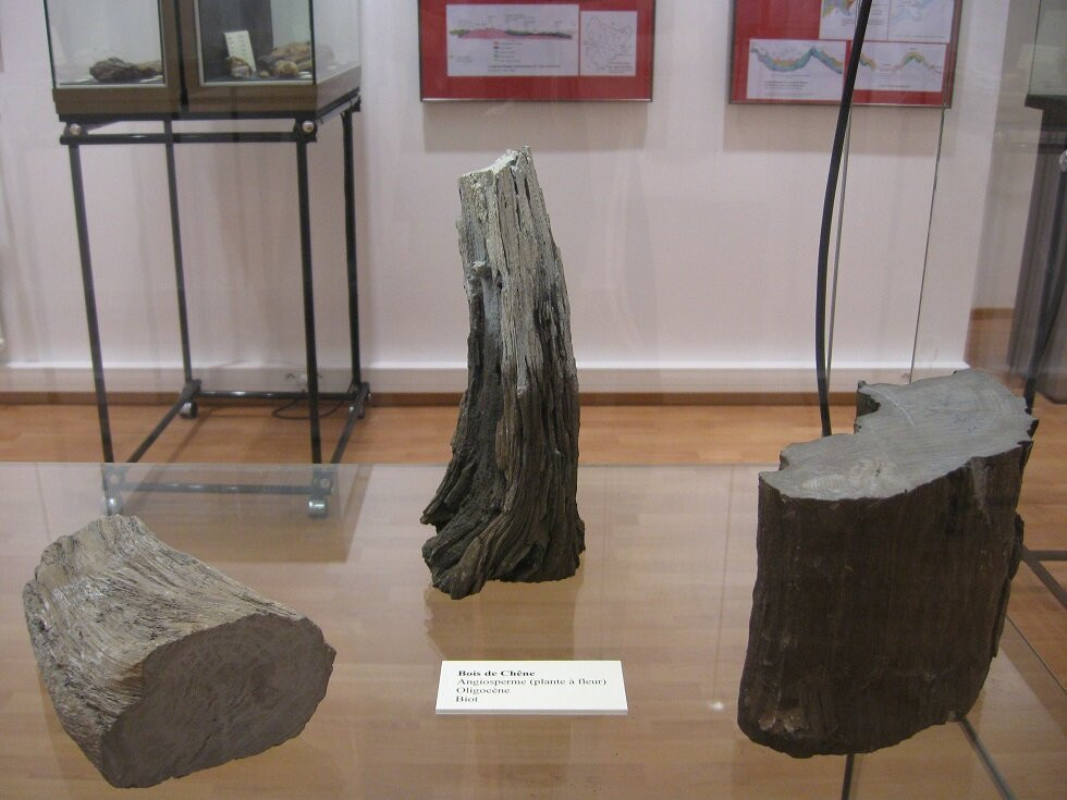 Musee de Prehistoire Regionale-芒通必去景点