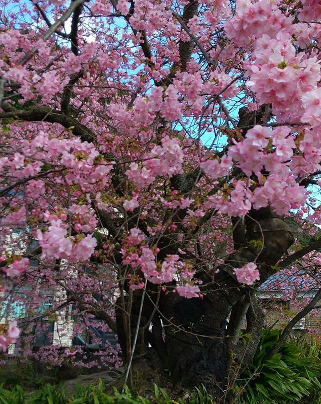 Kawazu Sakura No Genmoku景点图片