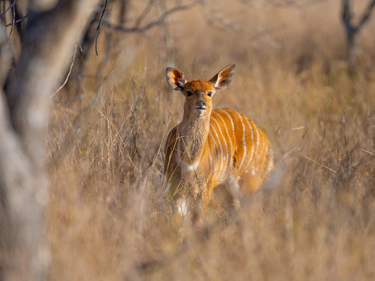 Voyager Safari-圣安东尼奥市必去景点
