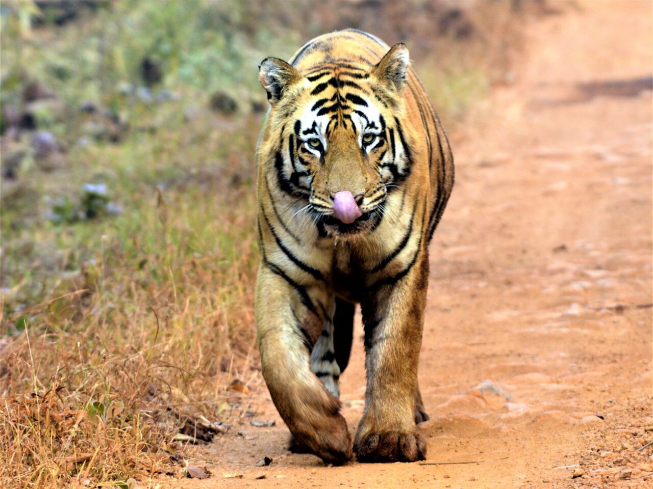 Tadoba Tiger King Resort-浴室