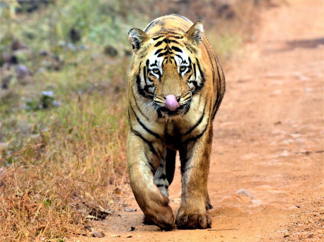 Tadoba Tiger King Resort主图