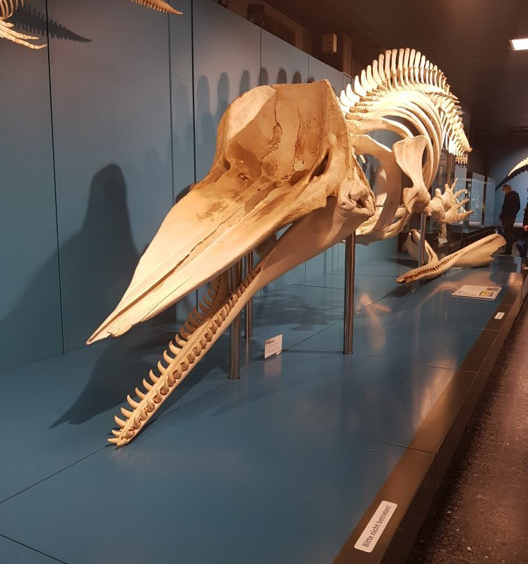 Zoologisches Museum-汉堡必去景点