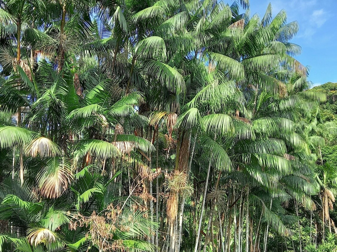 POUSADA ORQUÍDEA PARATY主图