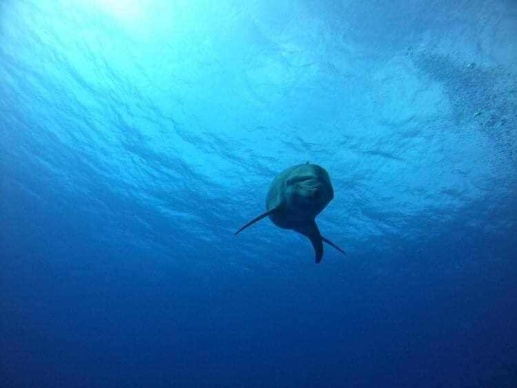 TOPDIVE Rangiroa景点图片