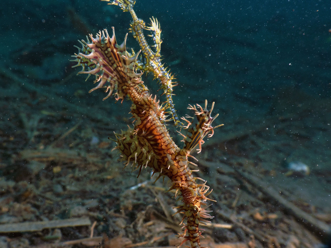 Miguel's Diving Gorontalo景点图片