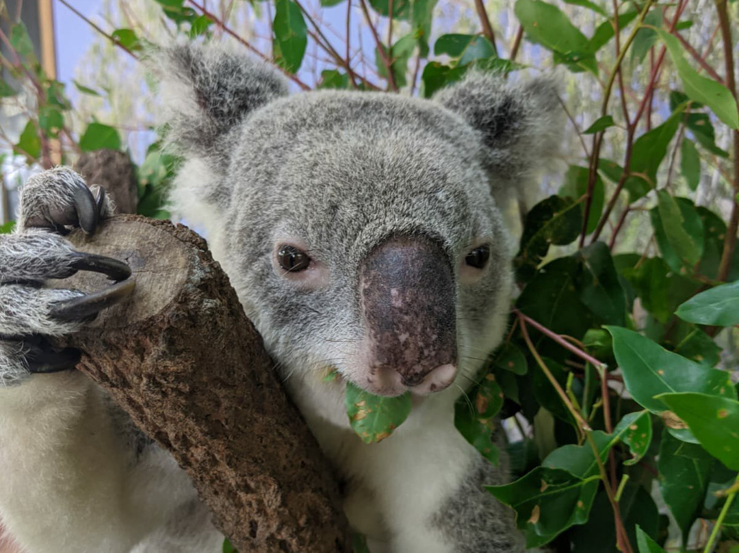 Kuranda Koala Gardens-库兰达必去景点
