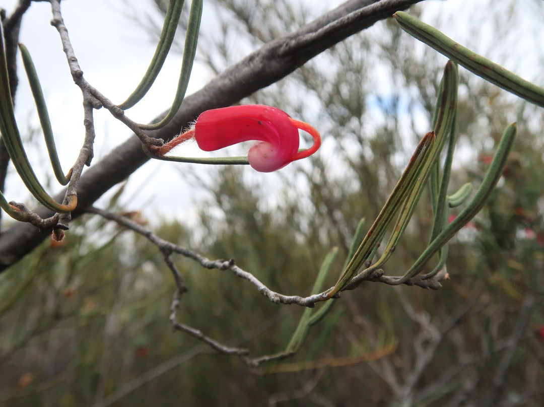 Arthur Drive Scenic Lookout-Ravensthorpe必去景点