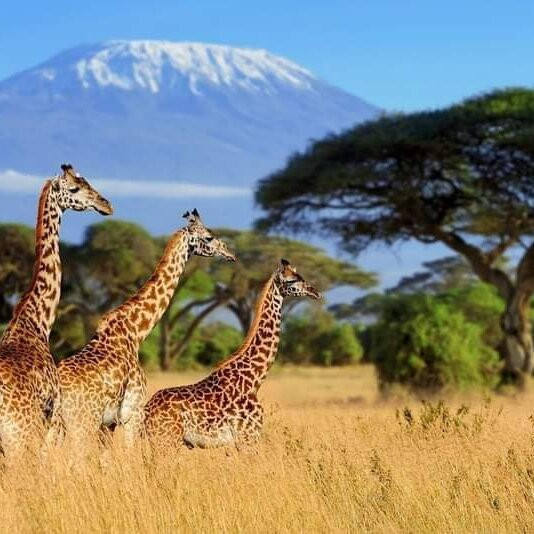 Kilimanjaro Mountain Resort主图