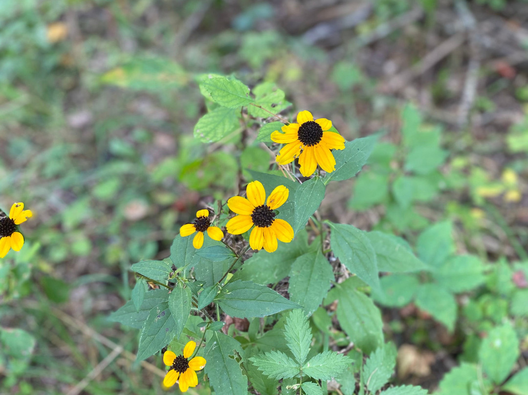 Trout Dale旅游攻略图片