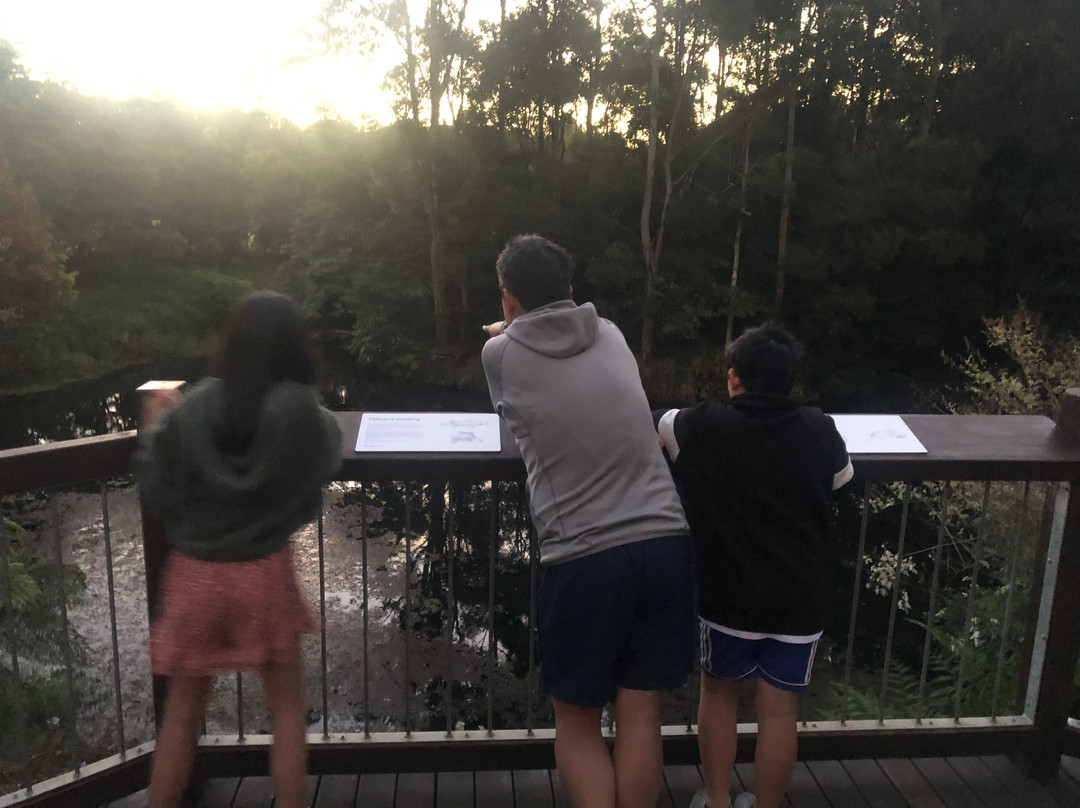 Obi Boardwalk景点图片