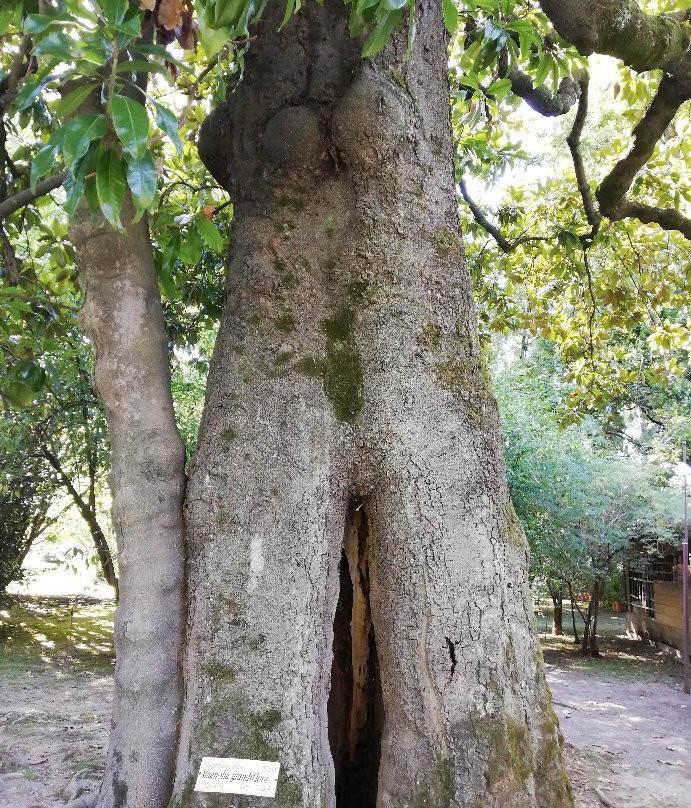 Orto Botanico di Lucca景点图片