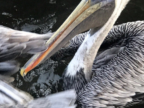 Team Brodie Charters-D'Iberville必去景点