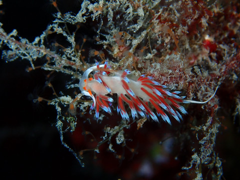 Vellmari-福门特拉岛必去景点