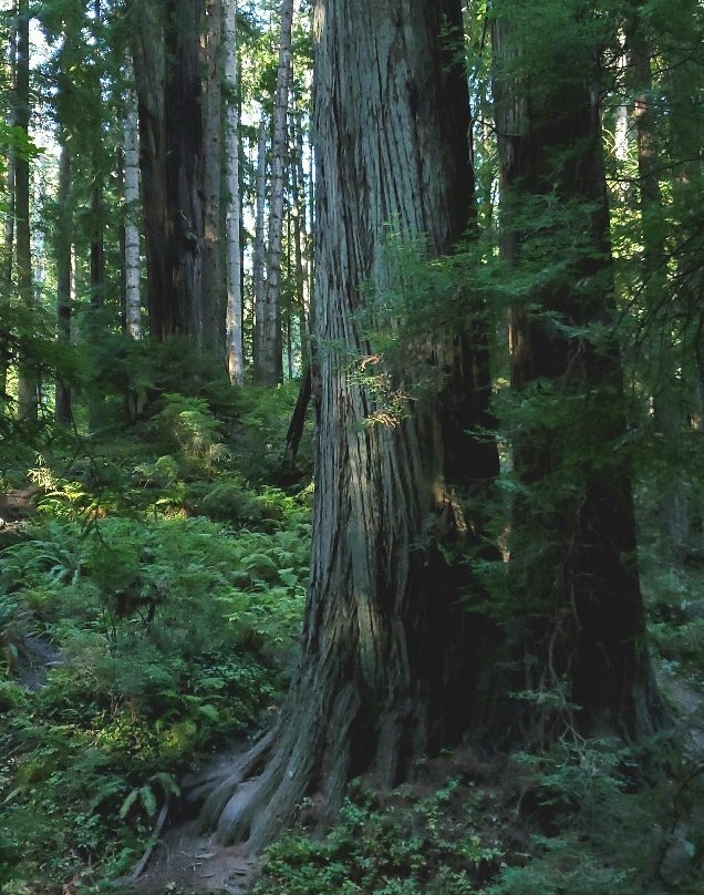 Sequoia Park景点图片