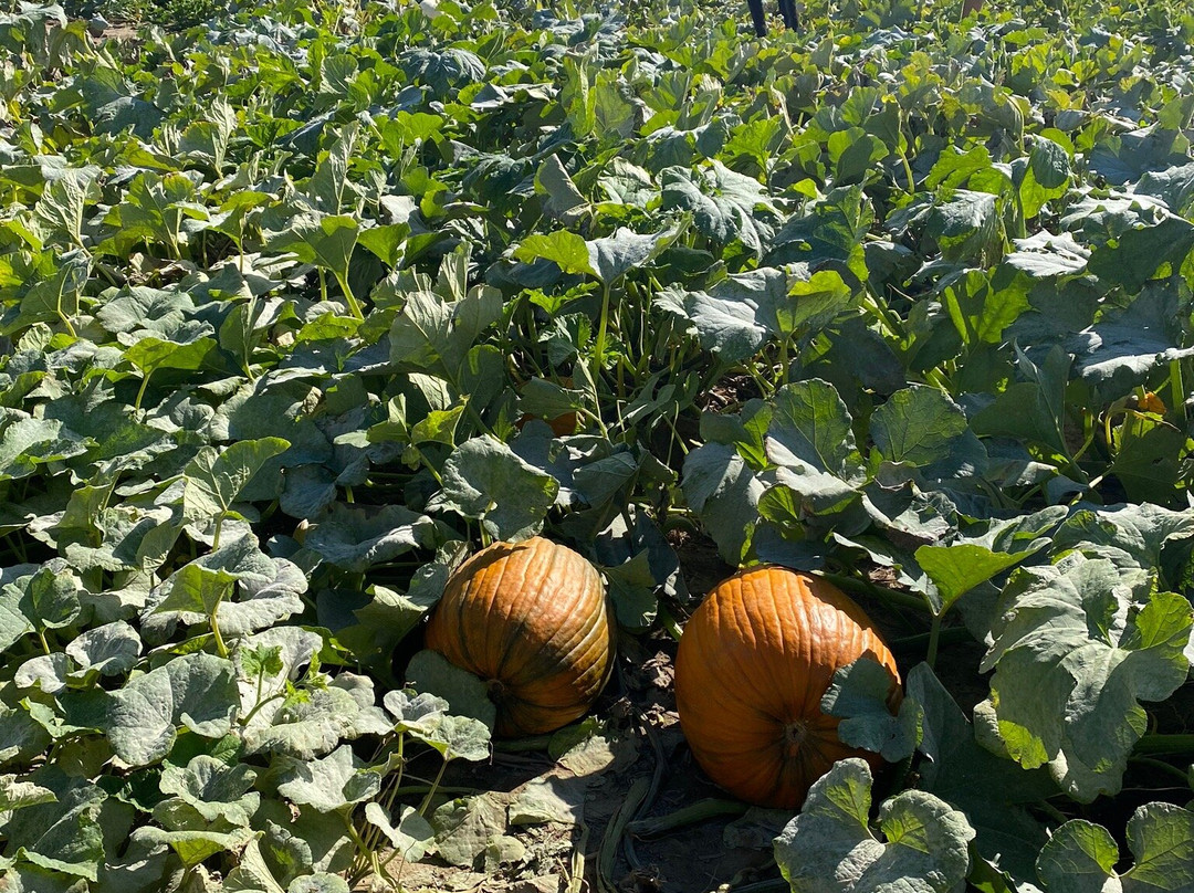 Dixie Orchards-卡利登必去景点