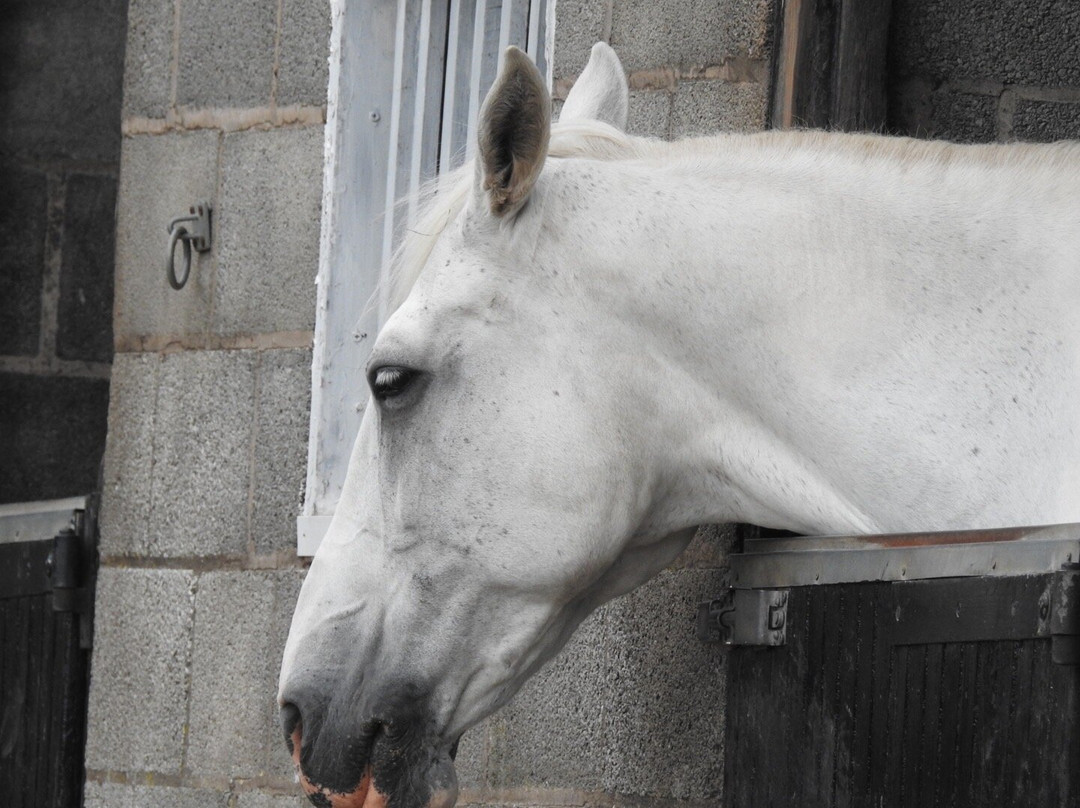 Willington Hall Riding Centre景点图片