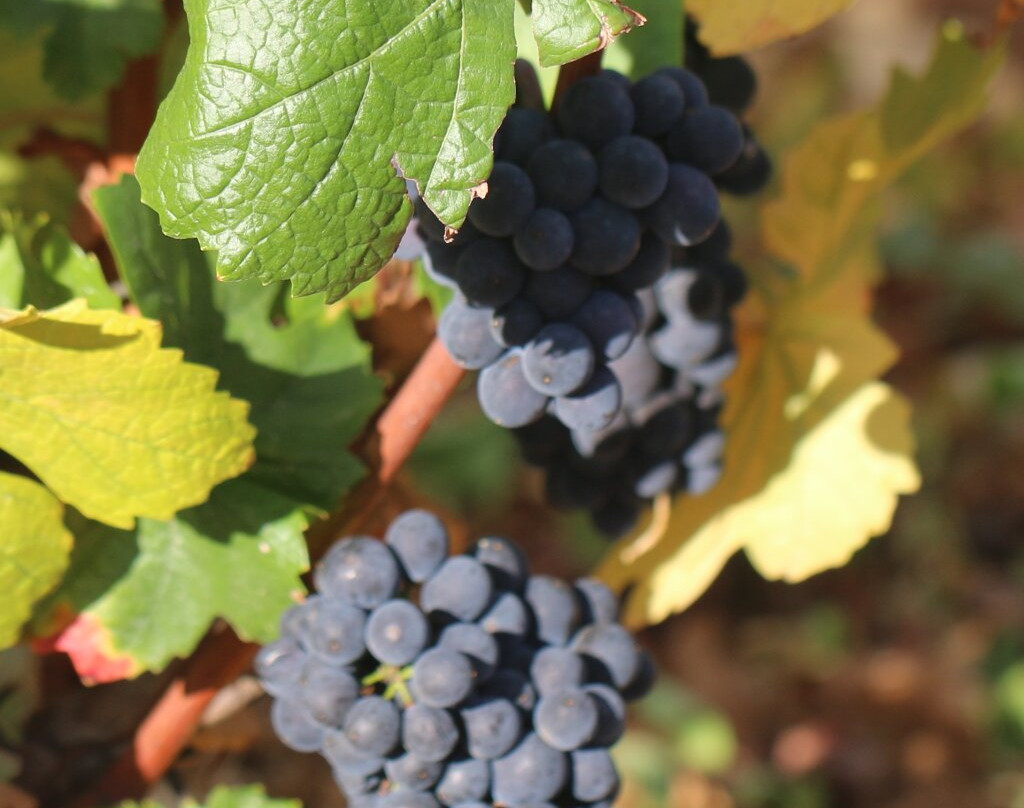 Domaine Francois Lumpp景点图片