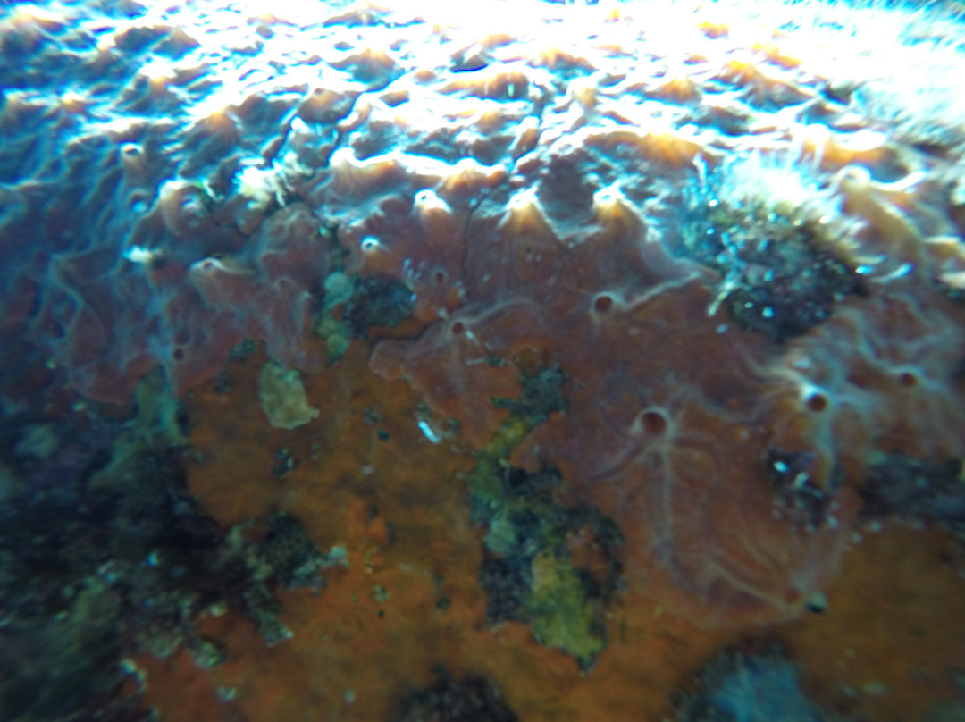 Amaso Dive Center-Agios Kirykos必去景点