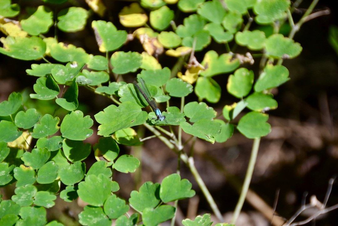 Duncan Escarpment Provincial Nature Reserve-蓝山必去景点