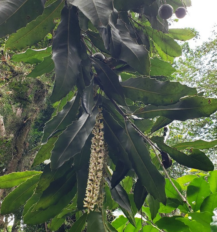 Rancho La Canada Organic Coffee Farm景点图片