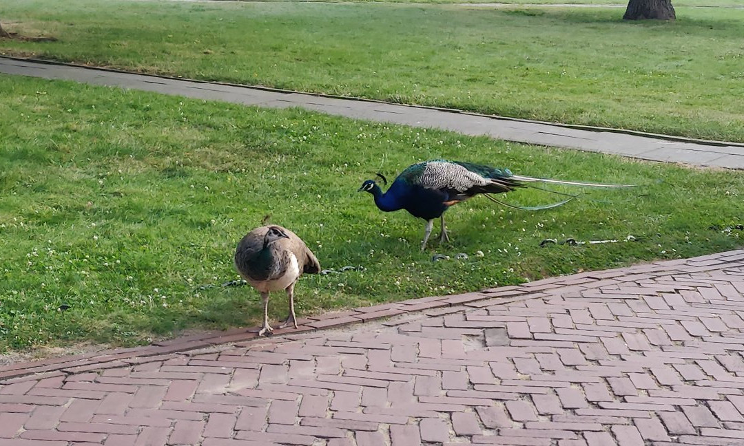 Park Czartoryskich景点图片