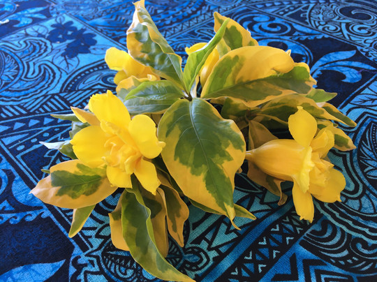 Pension Mave Mai主图