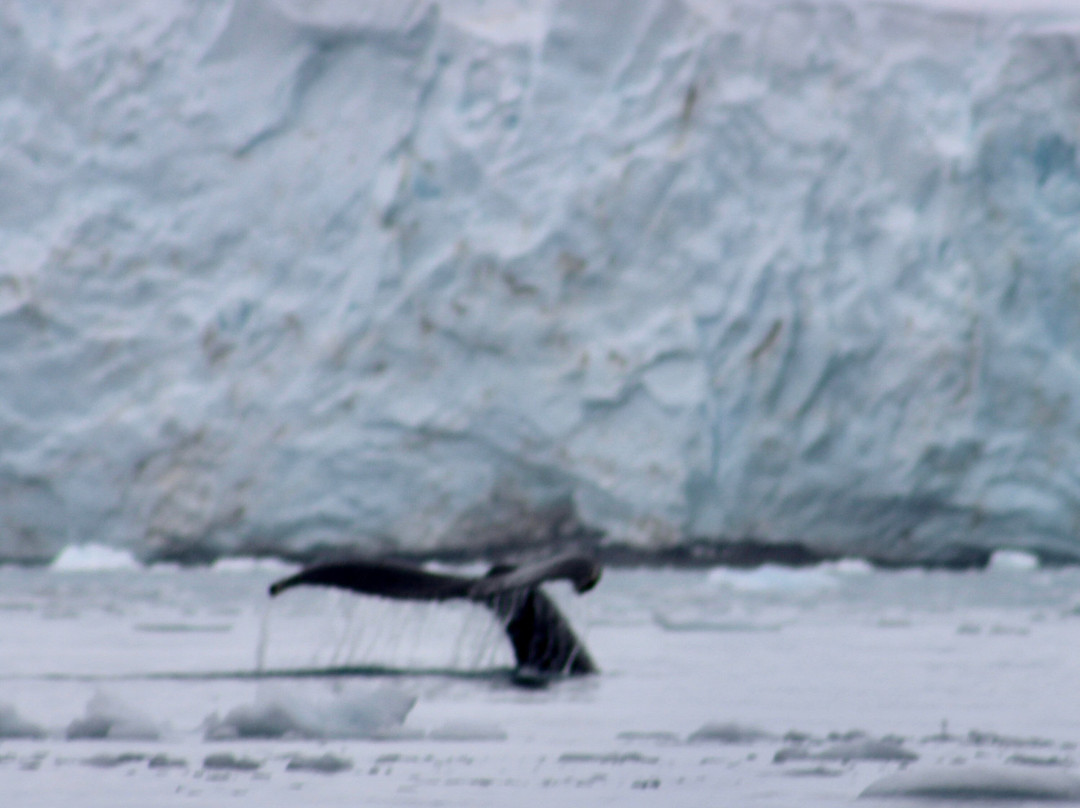 Bahia Paraiso-Antarctic Peninsula必去景点